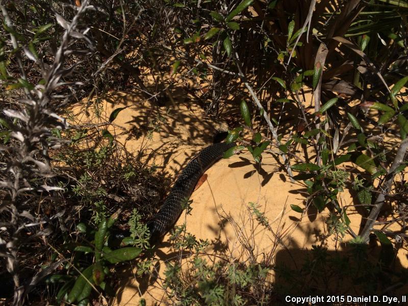 Eastern Indigo Snake (Drymarchon couperi)