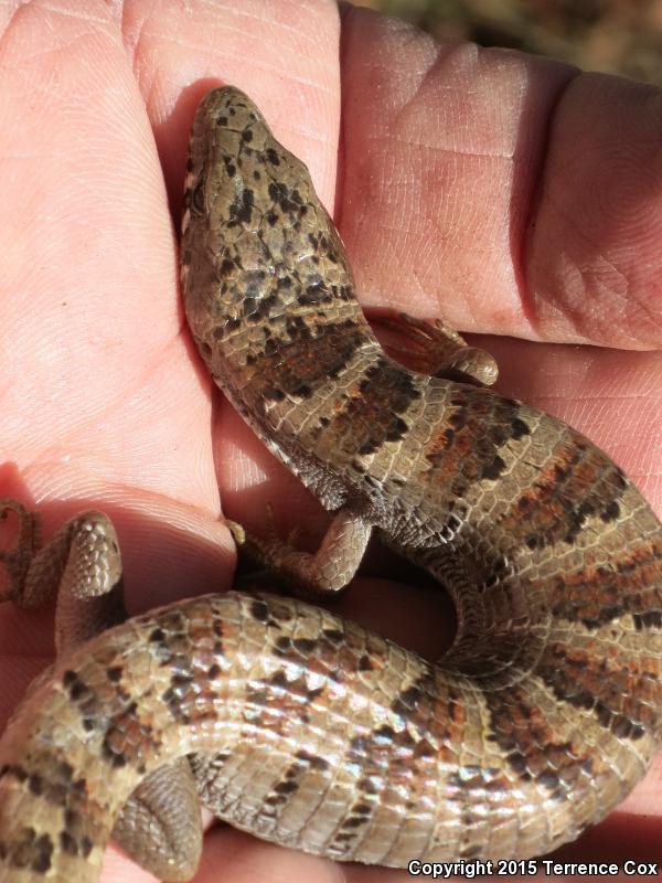 Arizona Alligator Lizard (Elgaria kingii nobilis)