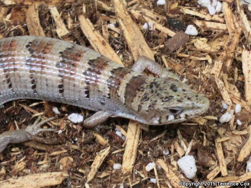 Arizona Alligator Lizard (Elgaria kingii nobilis)