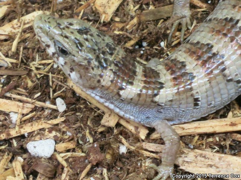 Arizona Alligator Lizard (Elgaria kingii nobilis)