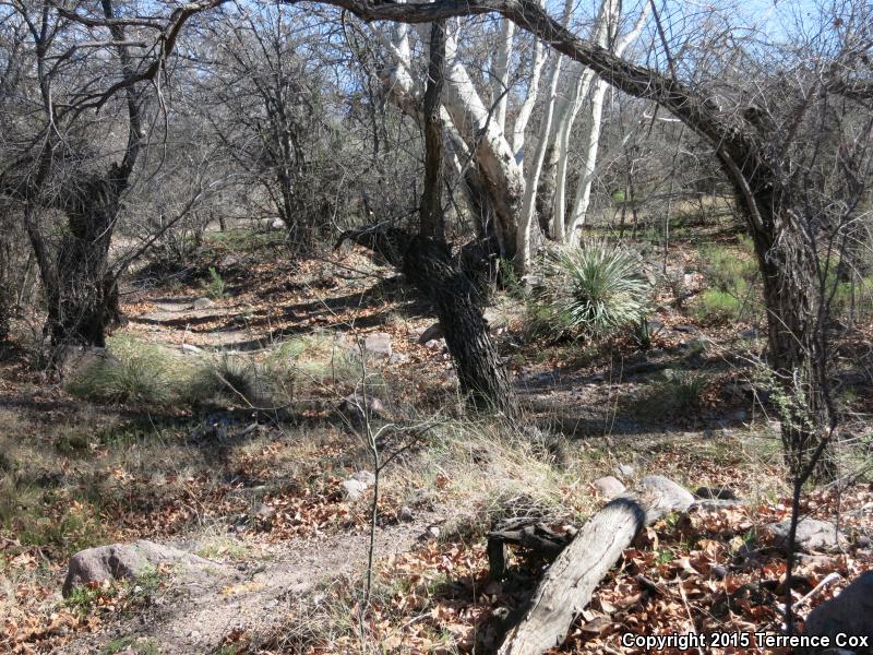 Arizona Alligator Lizard (Elgaria kingii nobilis)