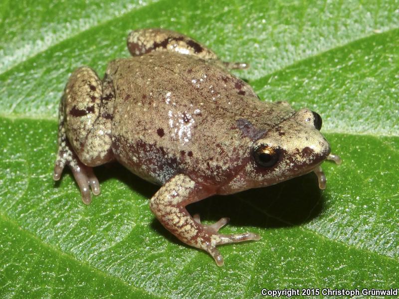 Mazatlan Narrow-mouthed Toad (Gastrophryne olivacea mazatlanensis)