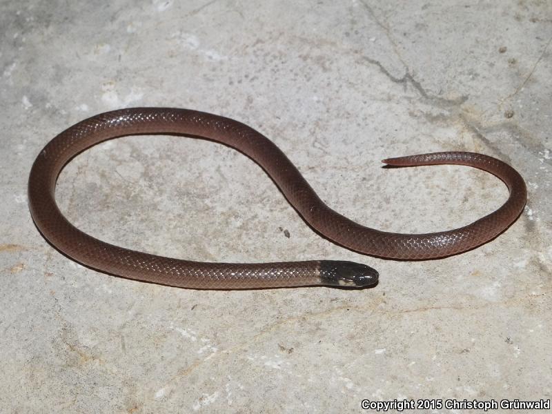 Yaqui Black-headed Snake (Tantilla yaquia)