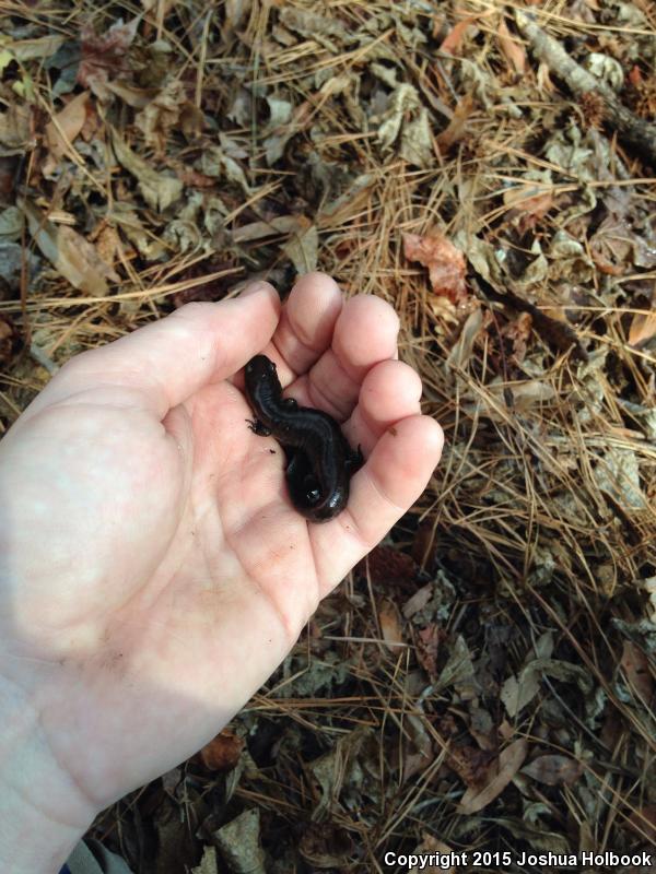 Mabee's Salamander (Ambystoma mabeei)