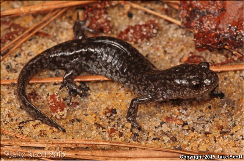 Mabee's Salamander (Ambystoma mabeei)