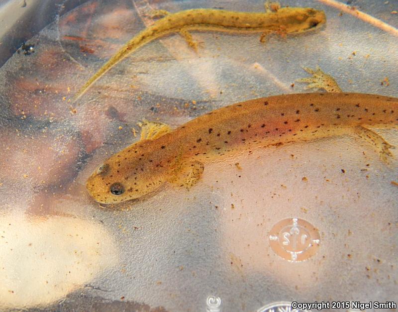 Midland Mud Salamander (Pseudotriton montanus diastictus)