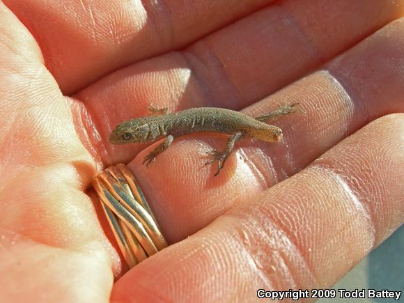 Desert Night Lizard (Xantusia vigilis vigilis)