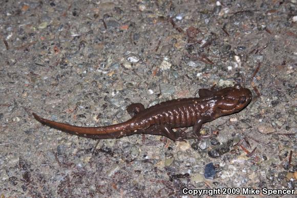 Northwestern Salamander (Ambystoma gracile)