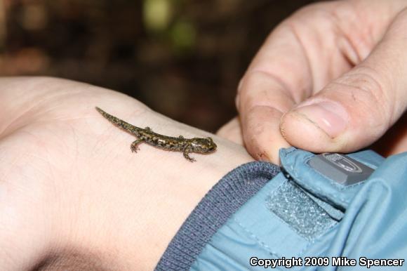 Speckled Black Salamander (Aneides flavipunctatus flavipunctatus)