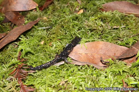 Speckled Black Salamander (Aneides flavipunctatus flavipunctatus)