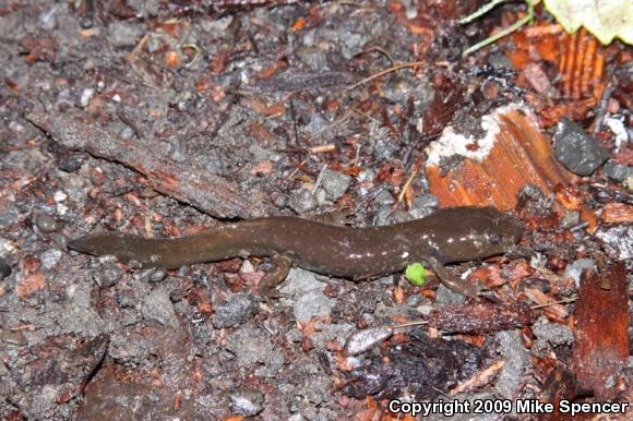 Coastal Giant Salamander (Dicamptodon tenebrosus)