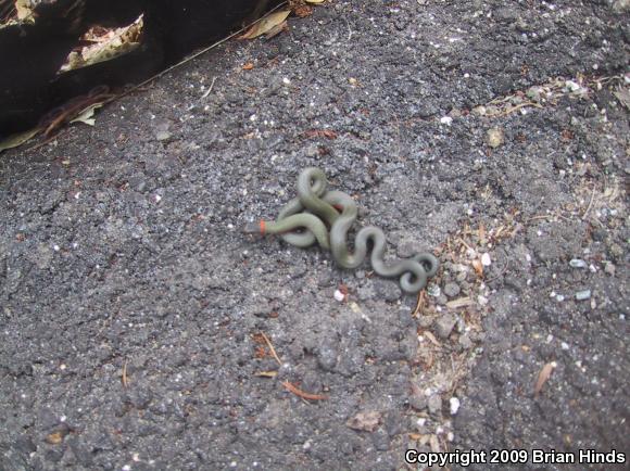 Pacific Ring-necked Snake (Diadophis punctatus amabilis)