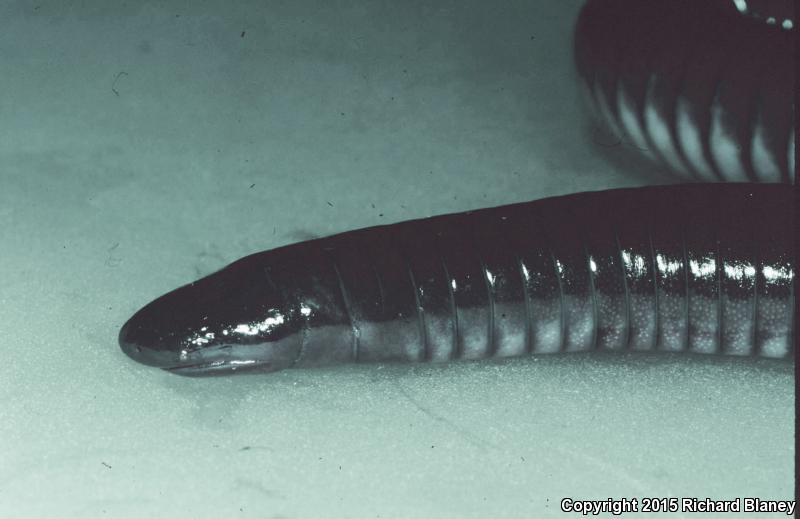 Mexican Caecilian (Dermophis mexicanus)