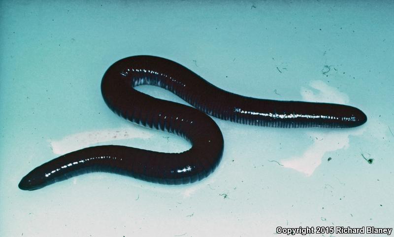 Mexican Caecilian (Dermophis mexicanus)