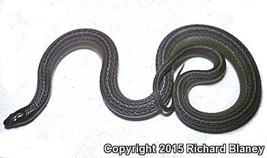 Fox's Mountain Meadow Snake (Adelophis foxi)