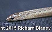 Fox's Mountain Meadow Snake (Adelophis foxi)