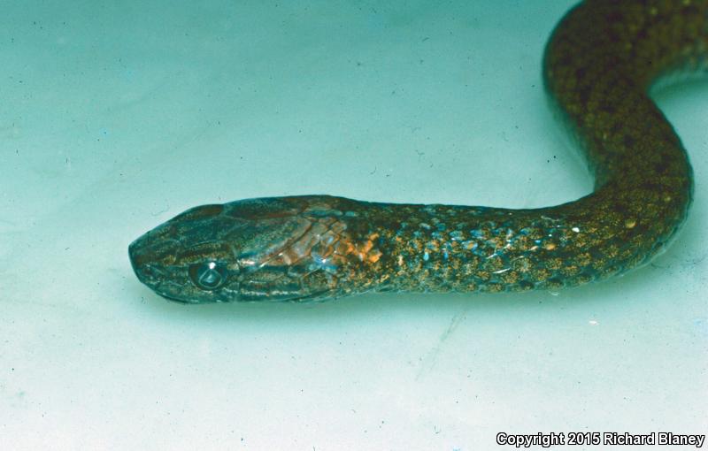 Rusty-headed Snake (Amastridium sapperi)