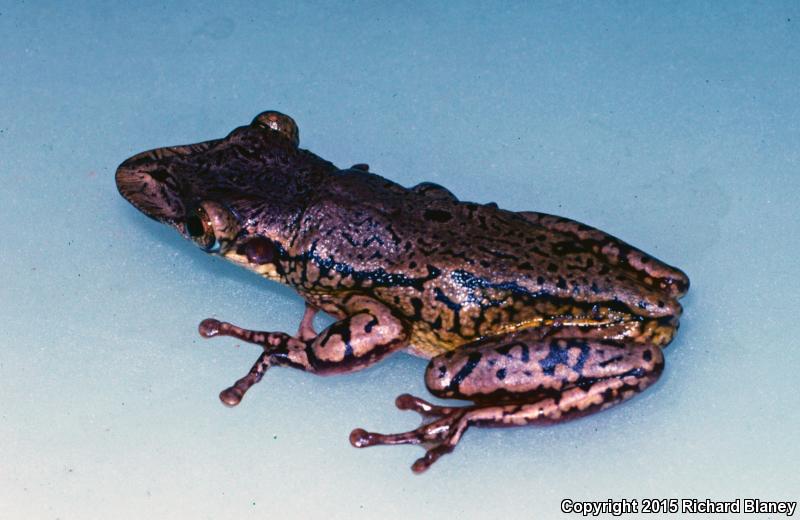 Mexican Shovel-headed Treefrog (Triprion spatulatus reticulatus)