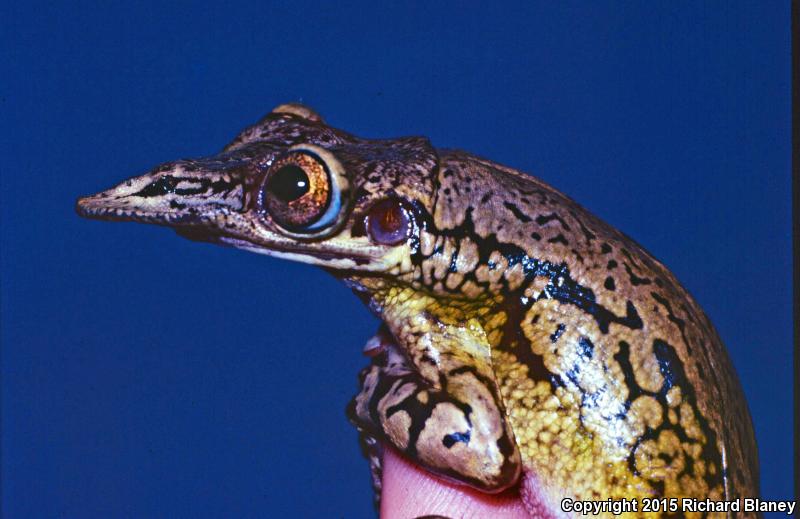 Mexican Shovel-headed Treefrog (Triprion spatulatus reticulatus)