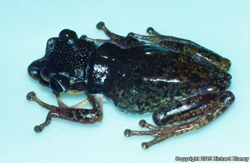 Yucatán Casque-headed Treefrog (Triprion petasatus)