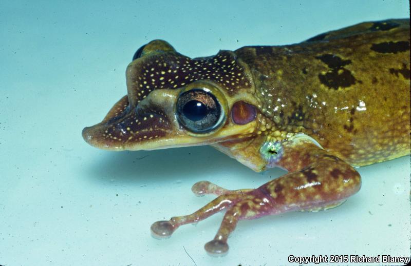 Yucatán Casque-headed Treefrog (Triprion petasatus)