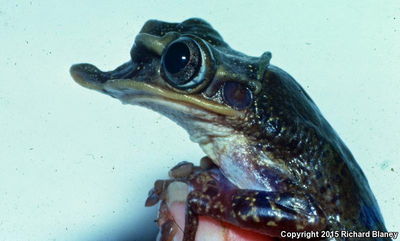 Yucatán Casque-headed Treefrog (Triprion petasatus)