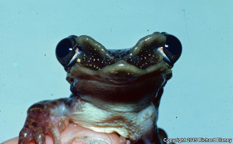 Yucatán Casque-headed Treefrog (Triprion petasatus)