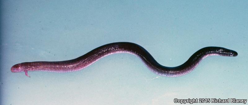 Four-toed Worm Lizard (Bipes canaliculatus)