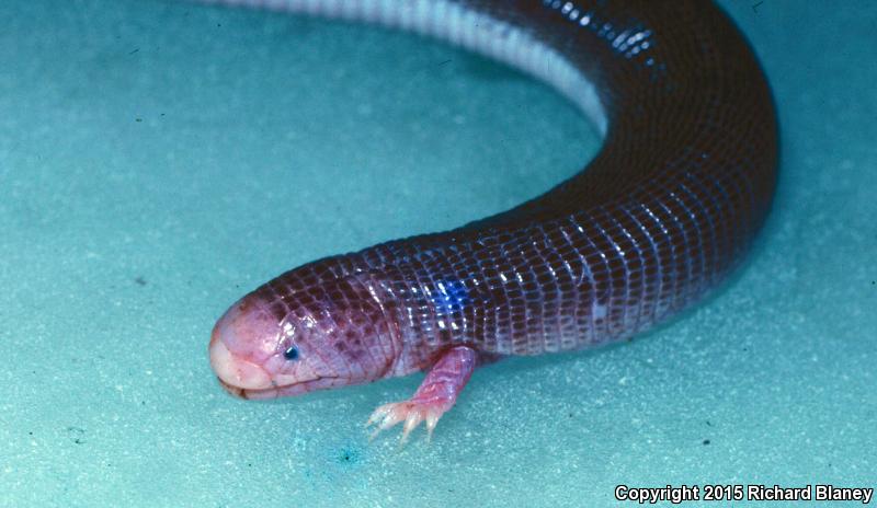 Four-toed Worm Lizard (Bipes canaliculatus)