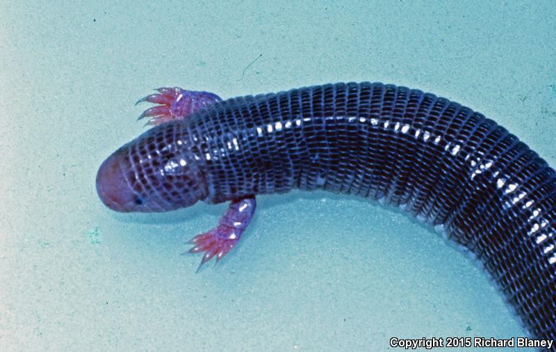 Four-toed Worm Lizard (Bipes canaliculatus)