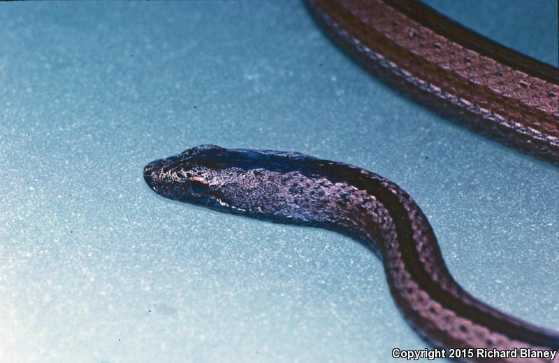 Thinscaled Snake (Manolepis putnami)