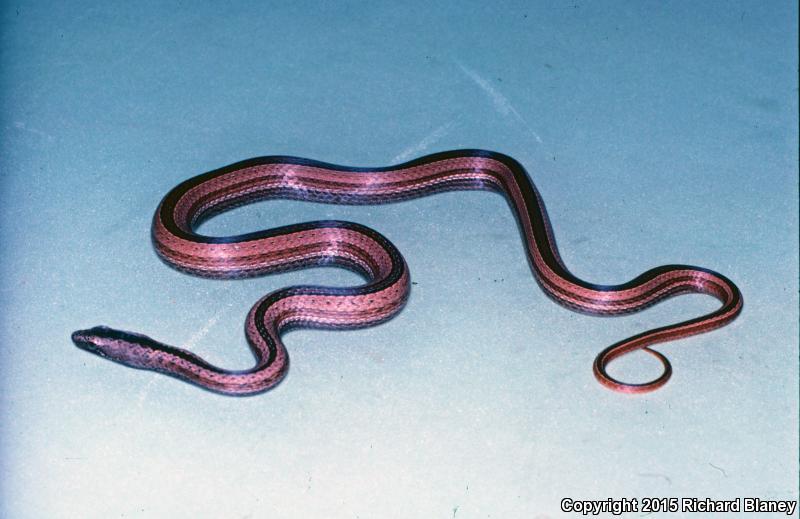 Thinscaled Snake (Manolepis putnami)