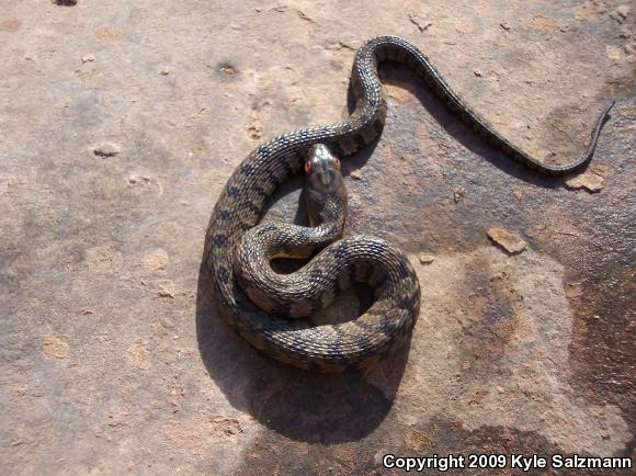 Diamond-backed Watersnake (Nerodia rhombifer rhombifer)