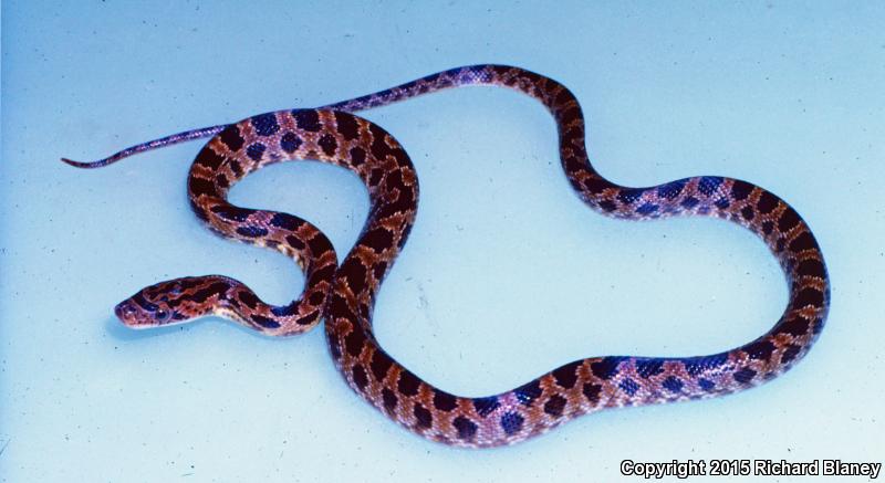 Tropical Ratsnake (Pseudelaphe flavirufa)