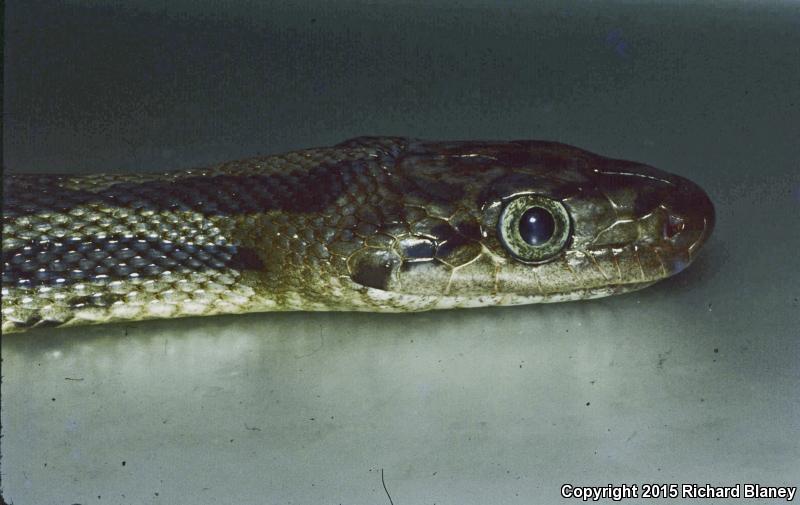 Tropical Ratsnake (Pseudelaphe flavirufa)