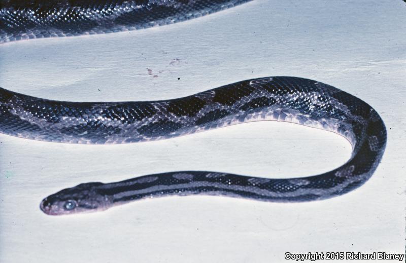 Tropical Ratsnake (Pseudelaphe flavirufa)