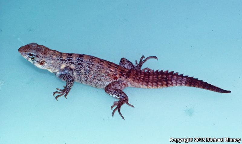 Michiocan Club Tail (Ctenosaura clarkii)