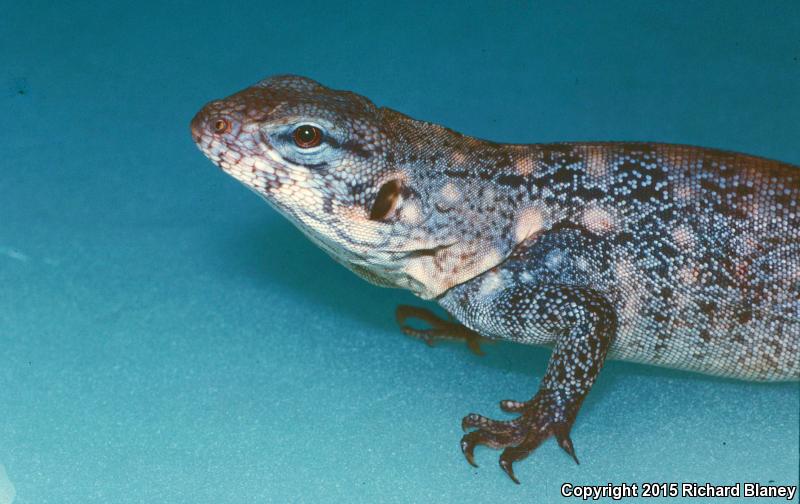 Michiocan Club Tail (Ctenosaura clarkii)