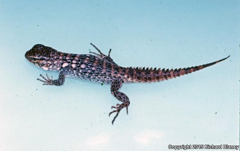 Michiocan Club Tail (Ctenosaura clarkii)