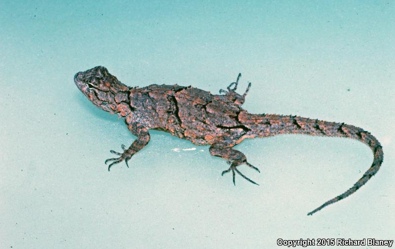 Gadow's Tree Lizard (Urosaurus gadovi)