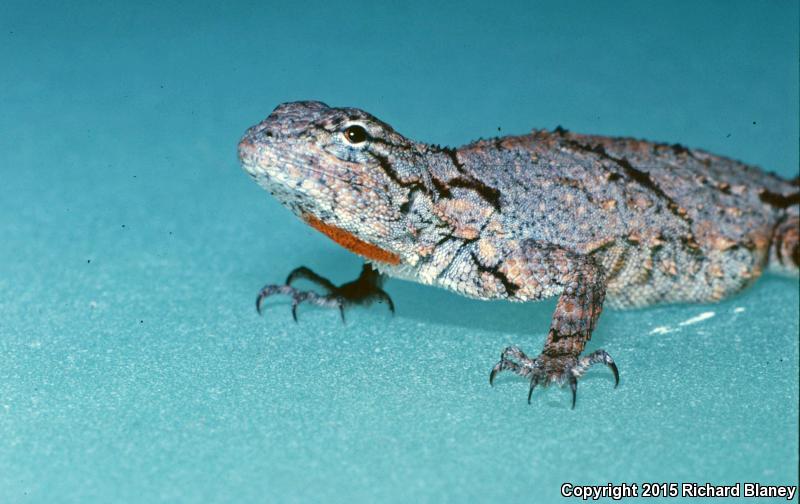 Gadow's Tree Lizard (Urosaurus gadovi)