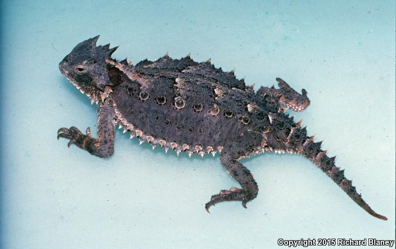 Giant Horned Lizard (Phrynosoma asio)