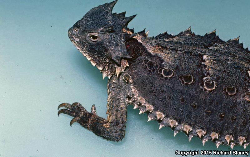 Giant Horned Lizard (Phrynosoma asio)