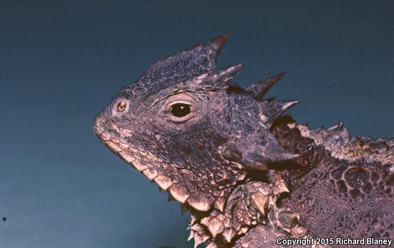 Giant Horned Lizard (Phrynosoma asio)