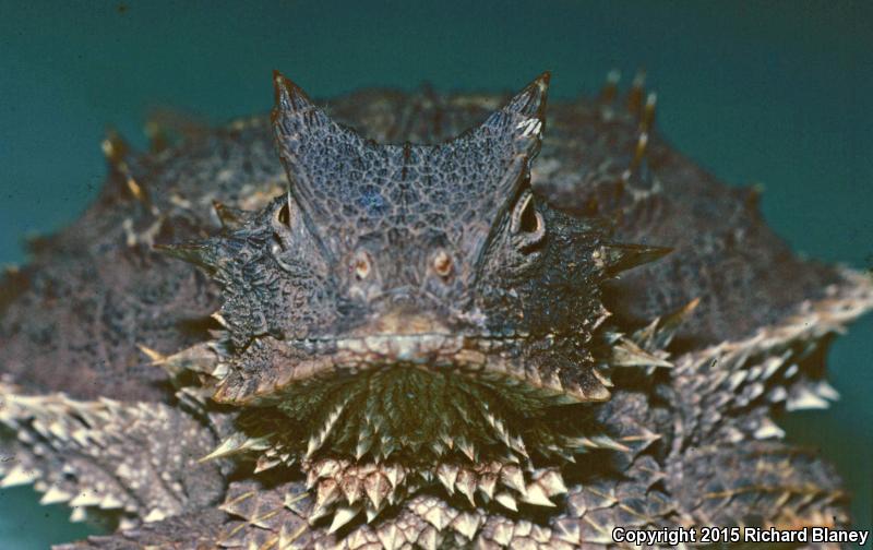 Giant Horned Lizard (Phrynosoma asio)