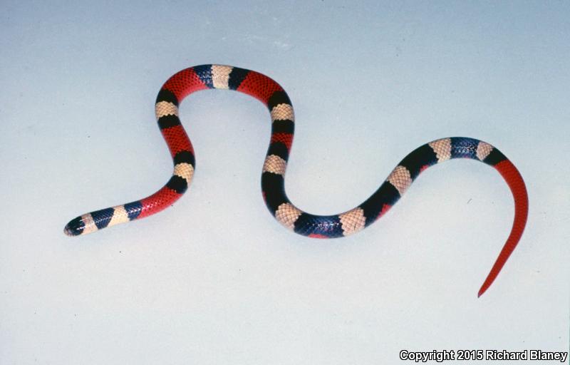 Michoacán Groundsnake (Sonora michoacanensis)