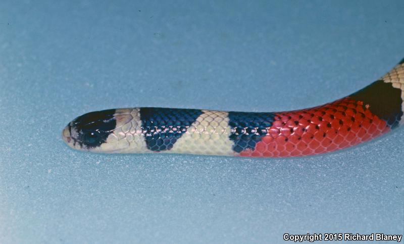 Michoacán Groundsnake (Sonora michoacanensis)