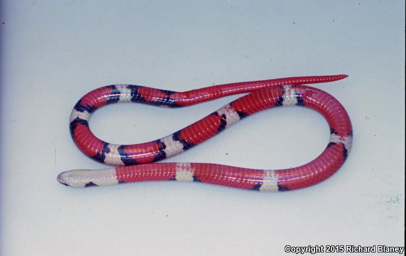 Michoacán Groundsnake (Sonora michoacanensis)