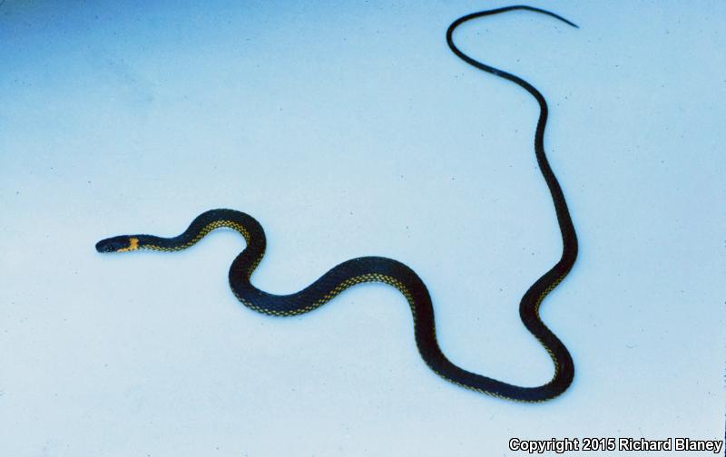 Ring-necked Coffee Snake (Ninia diademata)