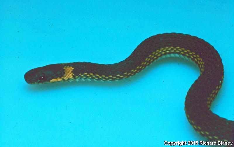 Ring-necked Coffee Snake (Ninia diademata)